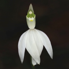 Caladenia catenata