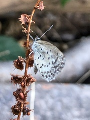 Pseudozizeeria maha