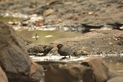 Turdus simillimus