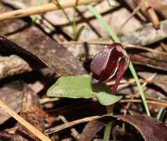 Corybas unguiculatus