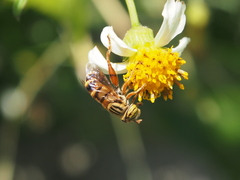 Eristalinus paria