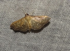 Herpetogramma rudis