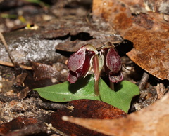 Corybas unguiculatus