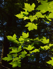 Acer glabrum douglasii
