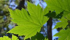 Acer glabrum douglasii