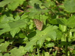 Junonia atlites
