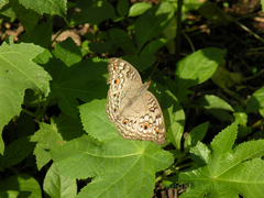 Junonia atlites