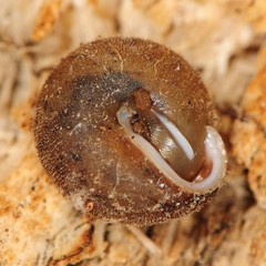 Euchemotrema fraternum