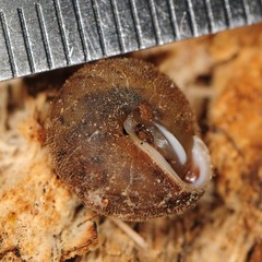 Euchemotrema fraternum
