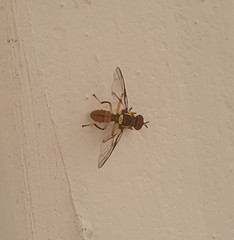 Bactrocera