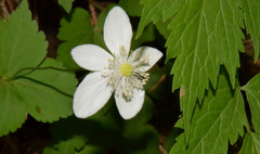 Anemonastrum deltoideum