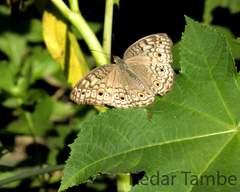 Junonia atlites