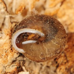 Euchemotrema fraternum