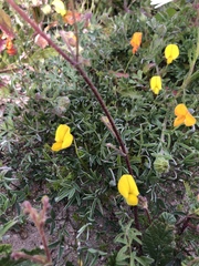 Crotalaria excisa
