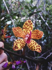 Vandopsis lissochiloides