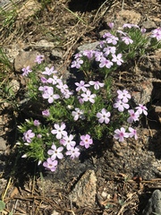 Phlox diffusa