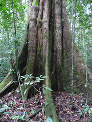 Sacoglottis gabonensis
