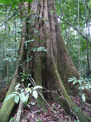 Sacoglottis gabonensis