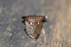 Alcimocoris japonensis