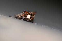 Alcimocoris japonensis