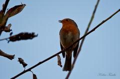 Erithacus rubecula