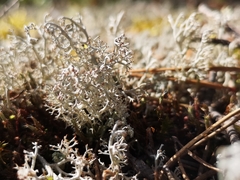 Cladonia
