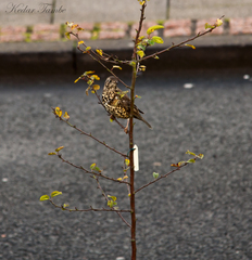 Turdus viscivorus