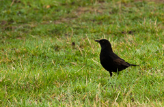 Turdus merula