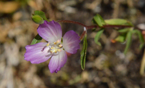 Clarkia amoena ssp. caurina