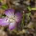 Clarkia amoena caurina - Photo (c) Mike Patterson, algunos derechos reservados (CC BY-NC), uploaded by Mike Patterson
