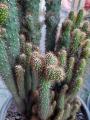 Cactaceae