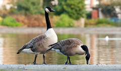 Branta canadensis