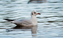 Chroicocephalus ridibundus