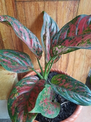 Aglaonema