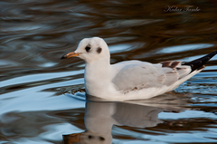 Chroicocephalus ridibundus