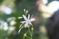 Anthericum ramosum