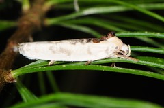 Antaeotricha