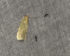 Tyspanodes linealis