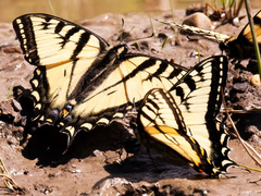 Papilio canadensis