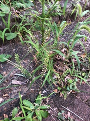 Lepidium