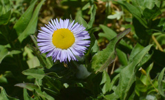 Erigeron aliceae