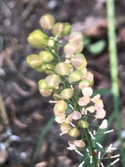Lepidium