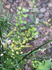 Lepidium