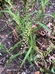 Lepidium