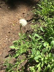 Valeriana californica