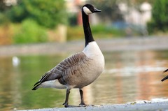 Branta canadensis