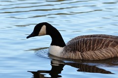 Branta canadensis