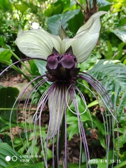 Tacca integrifolia