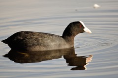 Fulica atra