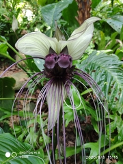 Tacca integrifolia